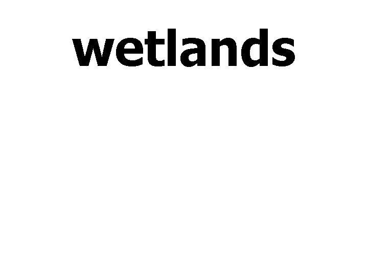 wetlands 