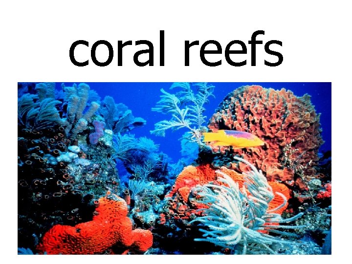 coral reefs 