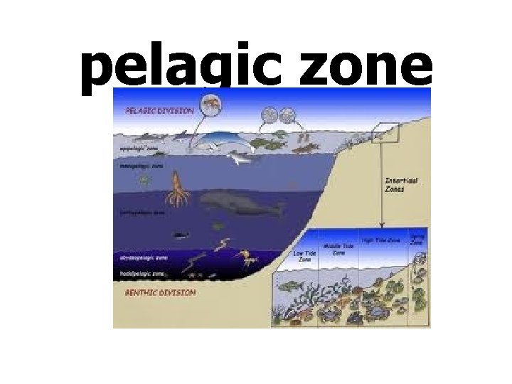 pelagic zone 