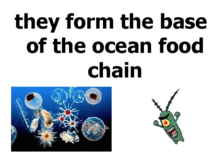 they form the base of the ocean food chain 