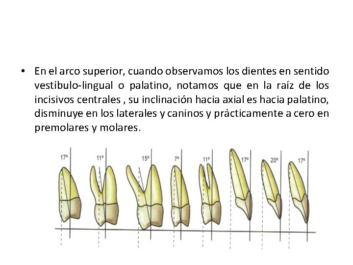  • En el arco superior, cuando observamos los dientes en sentido vestíbulo-lingual o