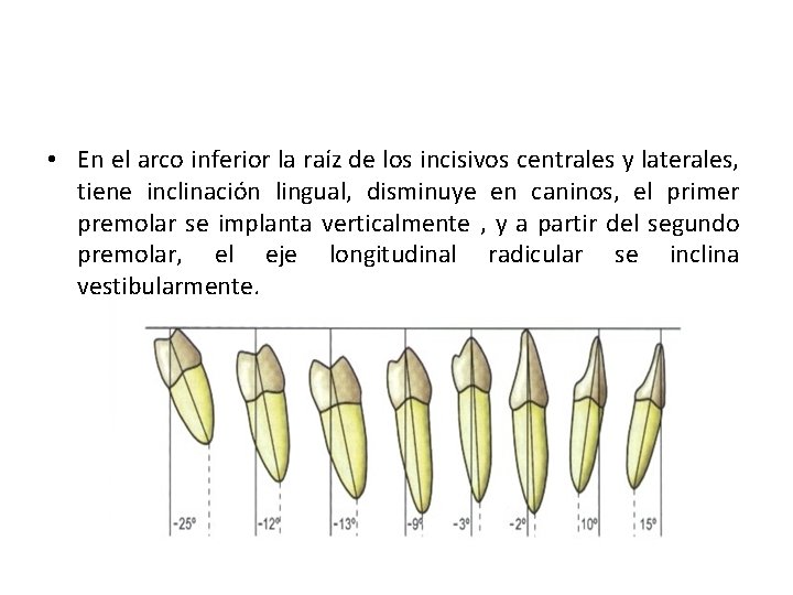  • En el arco inferior la raíz de los incisivos centrales y laterales,