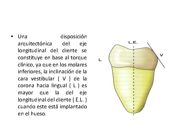  • Una disposición arquitectónica del eje longitudinal del diente se constituye en base