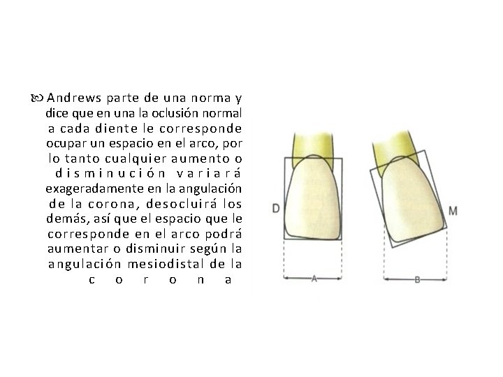  Andrews parte de una norma y dice que en una la oclusión normal