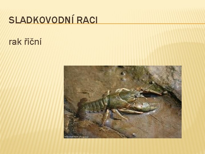 SLADKOVODNÍ RACI rak říční 