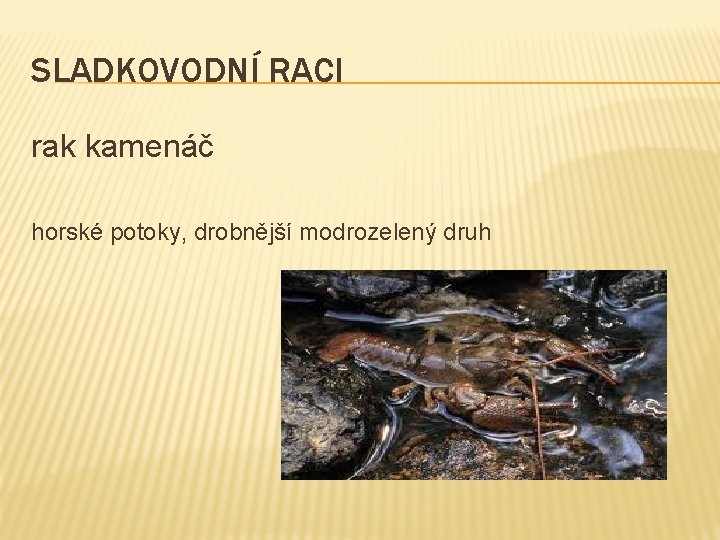 SLADKOVODNÍ RACI rak kamenáč horské potoky, drobnější modrozelený druh 