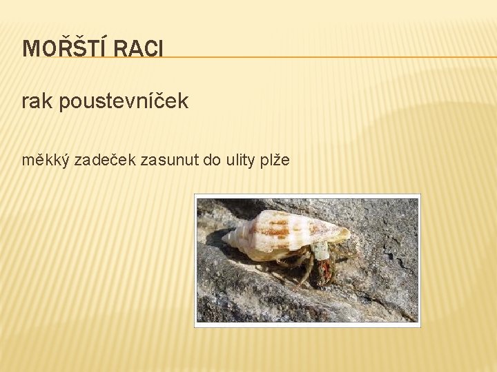 MOŘŠTÍ RACI rak poustevníček měkký zadeček zasunut do ulity plže 