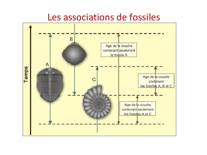 Les associations de fossiles 