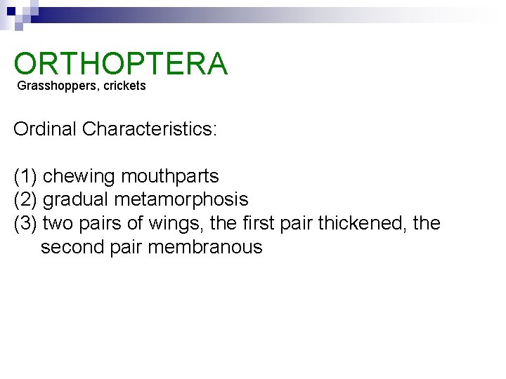 ORTHOPTERA Grasshoppers, crickets Ordinal Characteristics: (1) chewing mouthparts (2) gradual metamorphosis (3) two pairs