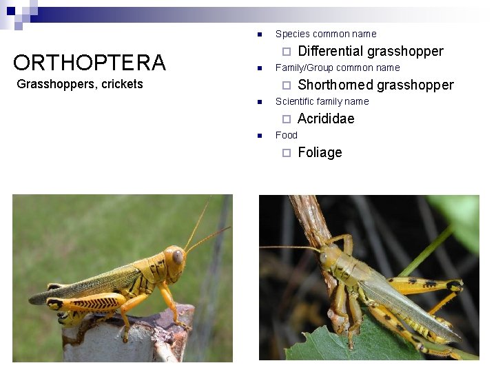 n ORTHOPTERA Species common name ¨ n Grasshoppers, crickets Family/Group common name ¨ n