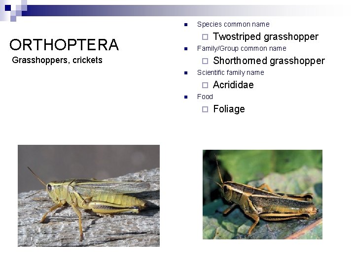 n ORTHOPTERA Species common name ¨ n Grasshoppers, crickets Family/Group common name ¨ n