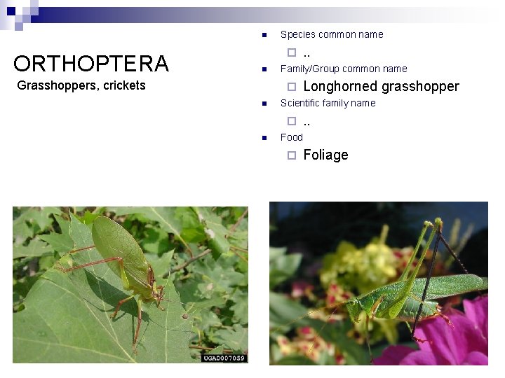 n ORTHOPTERA Species common name ¨ n Grasshoppers, crickets Family/Group common name ¨ n