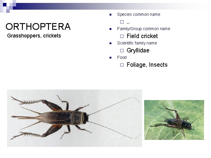 n ORTHOPTERA Species common name ¨ n Grasshoppers, crickets Family/Group common name ¨ n