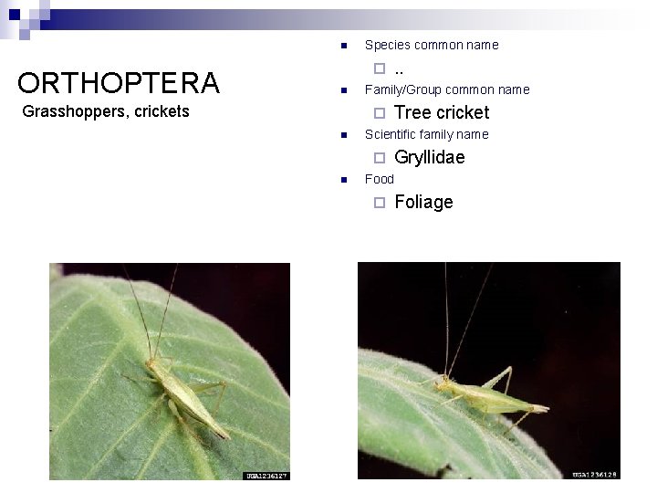 n ORTHOPTERA Species common name ¨ n Grasshoppers, crickets Family/Group common name ¨ n