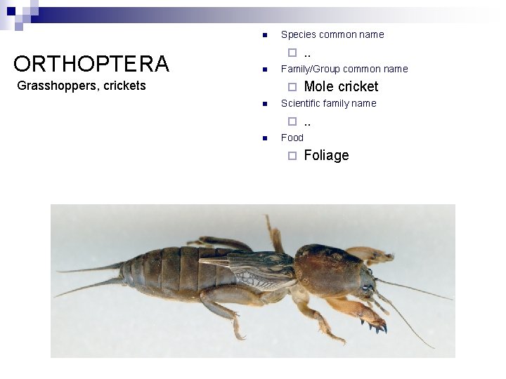 n ORTHOPTERA Species common name ¨ n Grasshoppers, crickets Family/Group common name ¨ n