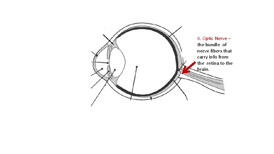 9. Optic Nerve – the bundle of nerve fibers that carry info from the