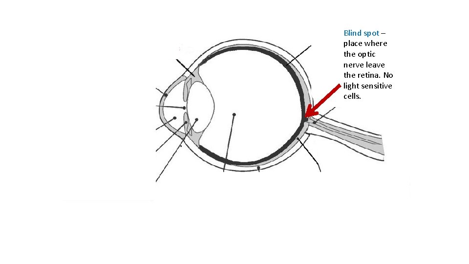 Blind spot – place where the optic nerve leave the retina. No light sensitive