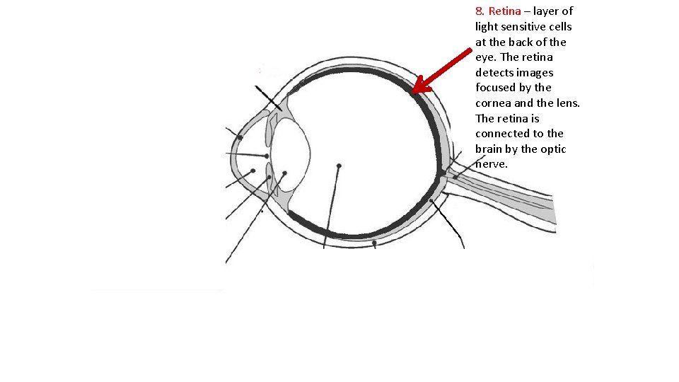 8. Retina – layer of light sensitive cells at the back of the eye.