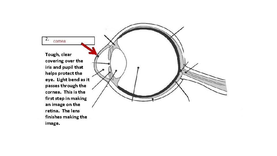 2. Cornea Tough, is clear covering over the iris and pupil that helps protect