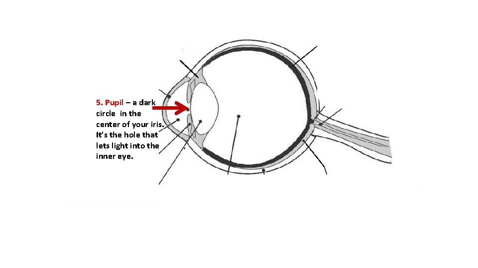 5. Pupil – a dark circle in the center of your iris. It’s the