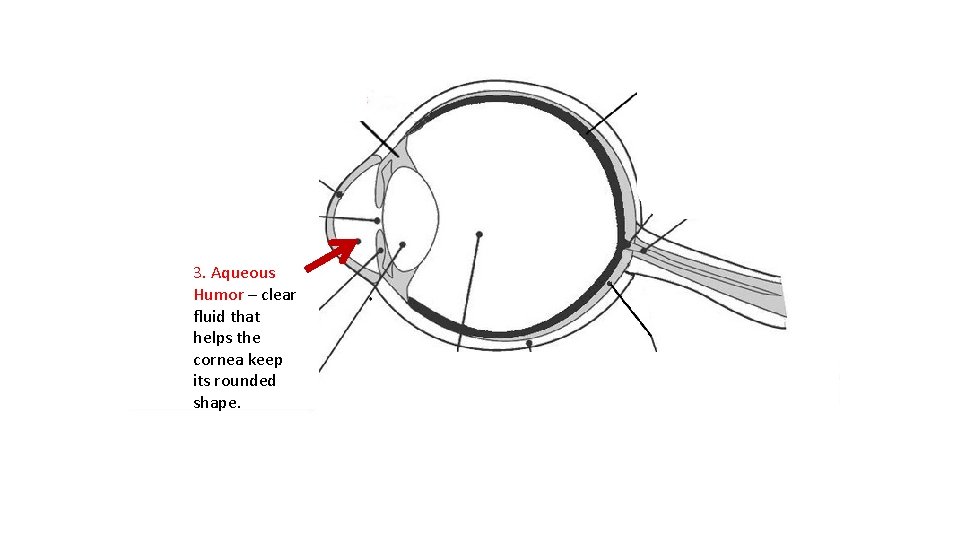 3. Aqueous Humor – clear fluid that helps the cornea keep its rounded shape.