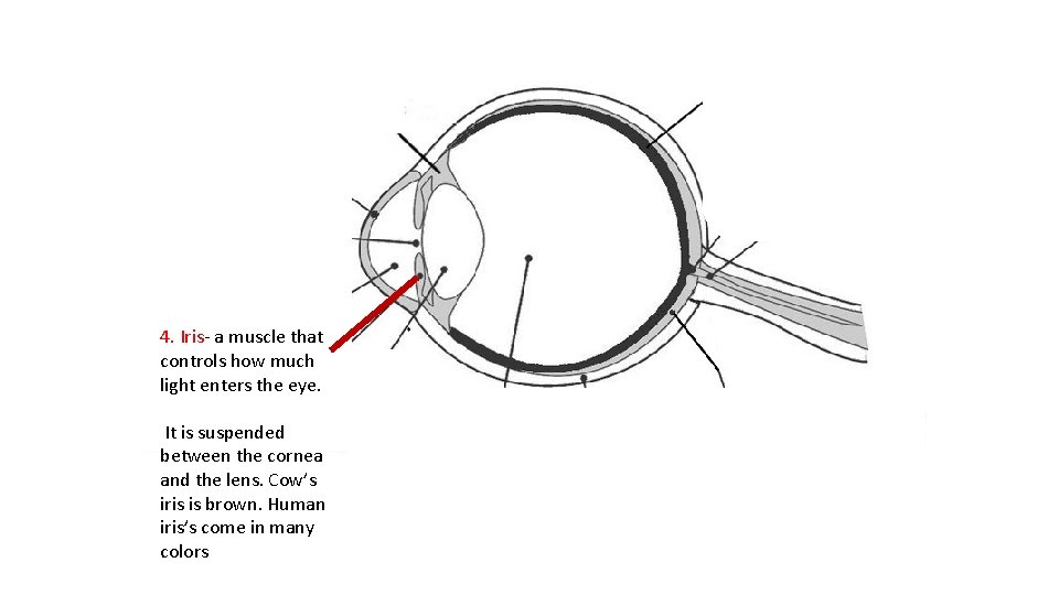 4. Iris- a muscle that controls how much light enters the eye. It is