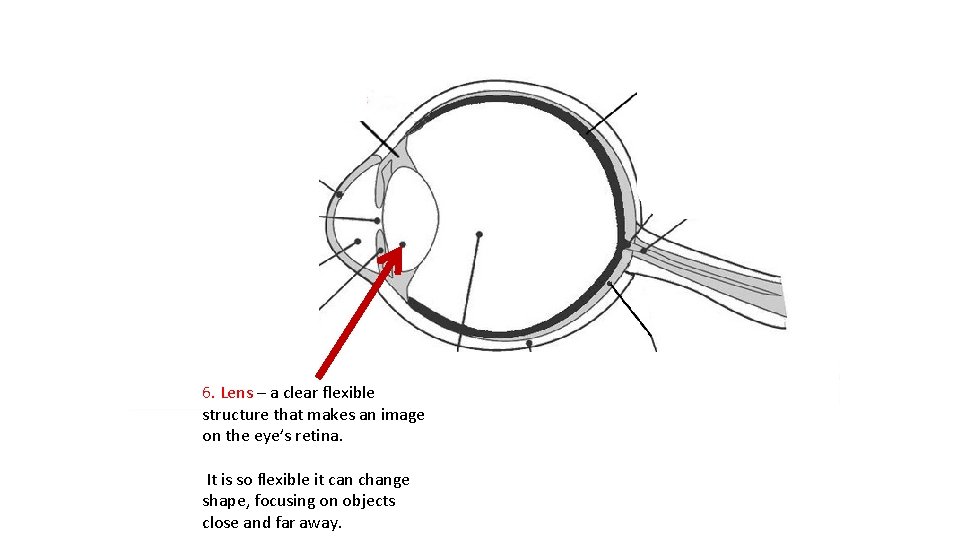 6. Lens – a clear flexible structure that makes an image on the eye’s