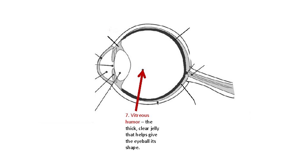 7. Vitreous humor – the thick, clear jelly that helps give the eyeball its