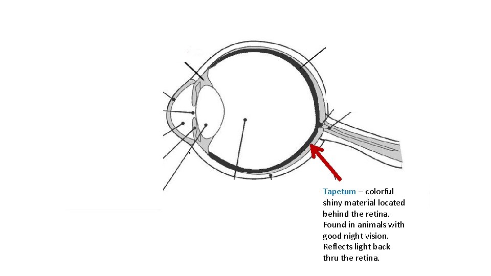 Tapetum – colorful shiny material located behind the retina. Found in animals with good