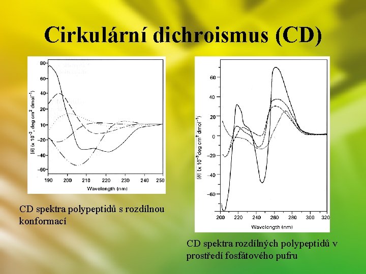 Cirkulární dichroismus (CD) CD spektra polypeptidů s rozdílnou konformací CD spektra rozdílných polypeptidů v