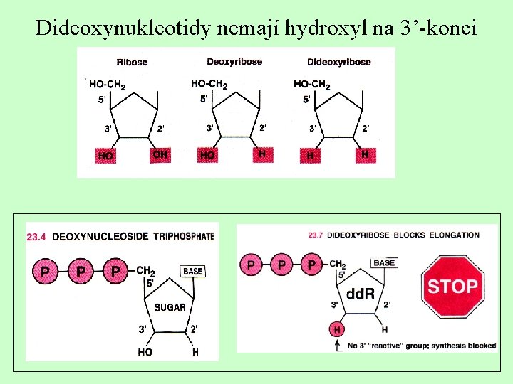 Dideoxynukleotidy nemají hydroxyl na 3’-konci 