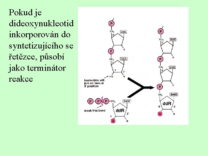 Pokud je dideoxynukleotid inkorporován do syntetizujícího se řetězce, působí jako terminátor reakce 