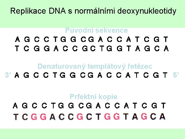 Replikace DNA s normálními deoxynukleotidy Původní sekvence Denaturovaný templátový řetězec 3’ 5’ Prfektní kopie