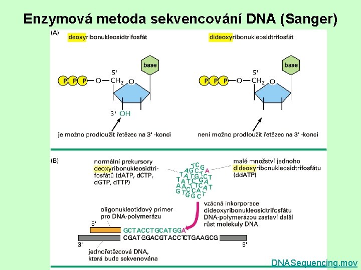 Enzymová metoda sekvencování DNA (Sanger) DNASequencing. mov 