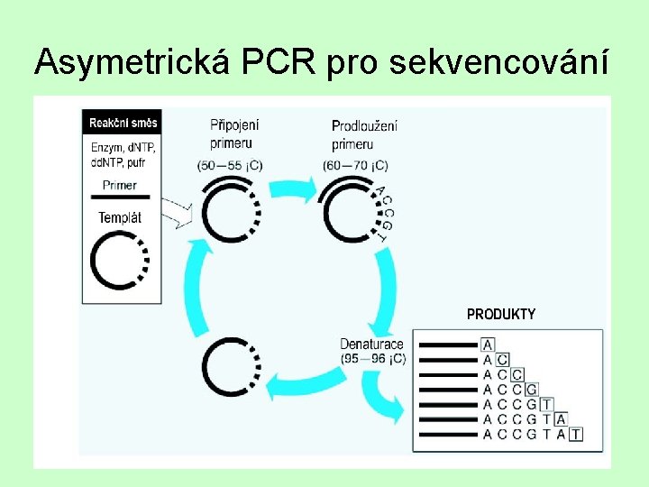 Asymetrická PCR pro sekvencování 