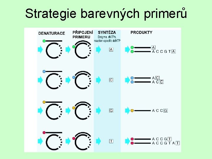 Strategie barevných primerů 