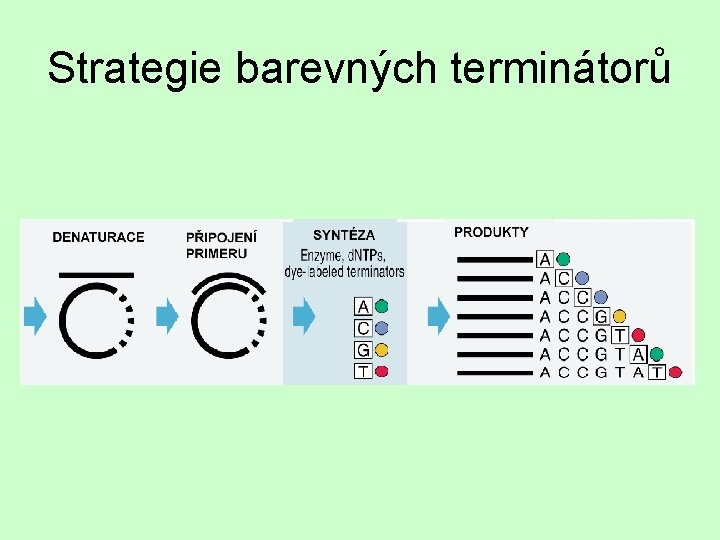 Strategie barevných terminátorů 