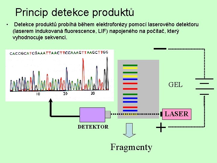 Princip detekce produktů • Detekce produktů probíhá během elektroforézy pomocí laserového detektoru (laserem indukovaná