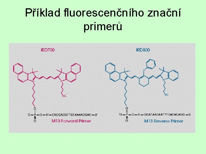 Příklad fluorescenčního znační primerů 