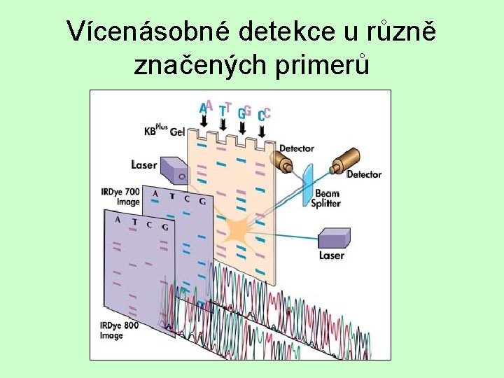 Vícenásobné detekce u různě značených primerů 