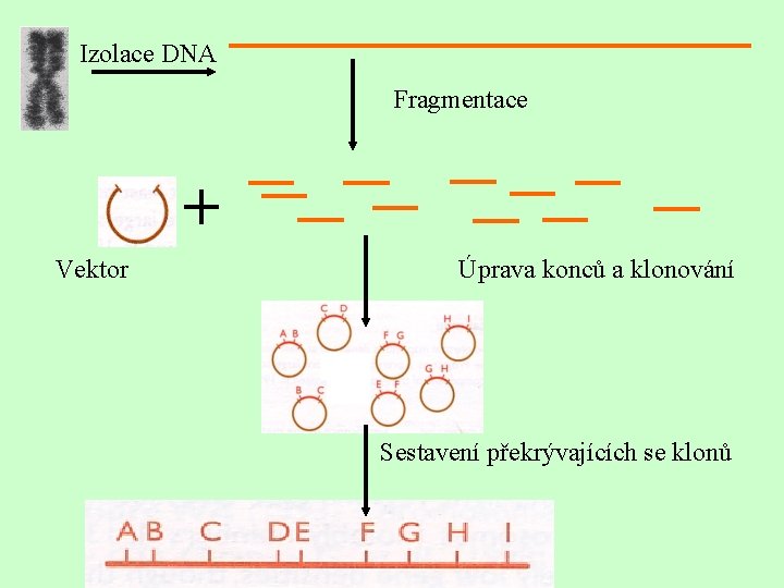 Izolace DNA Fragmentace + Vektor Úprava konců a klonování Sestavení překrývajících se klonů 