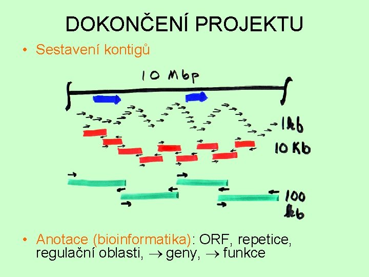 DOKONČENÍ PROJEKTU • Sestavení kontigů • Anotace (bioinformatika): ORF, repetice, regulační oblasti, ® geny,