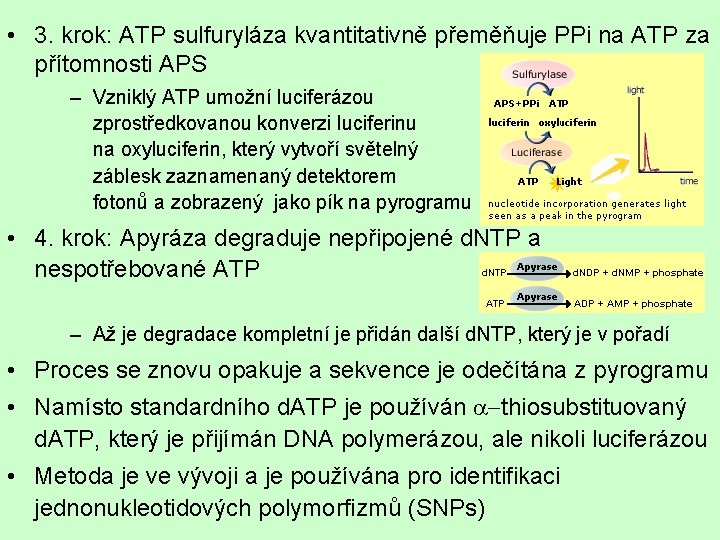  • 3. krok: ATP sulfuryláza kvantitativně přeměňuje PPi na ATP za přítomnosti APS