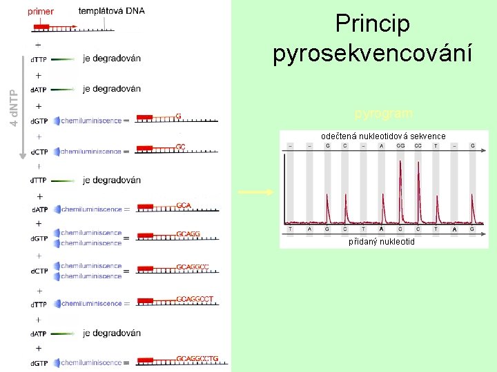 Princip pyrosekvencování pyrogram 