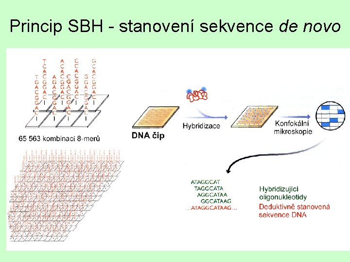 Princip SBH - stanovení sekvence de novo 