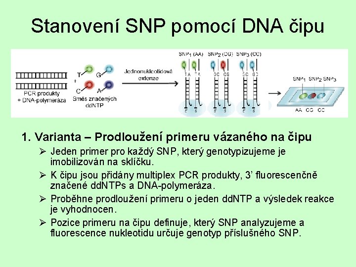 Stanovení SNP pomocí DNA čipu 1. Varianta – Prodloužení primeru vázaného na čipu Ø