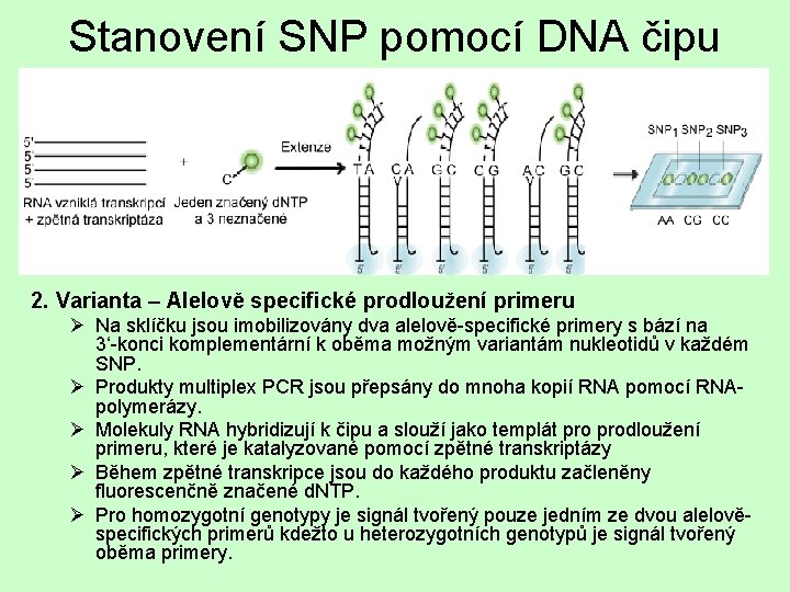 Stanovení SNP pomocí DNA čipu 2. Varianta – Alelově specifické prodloužení primeru Ø Na