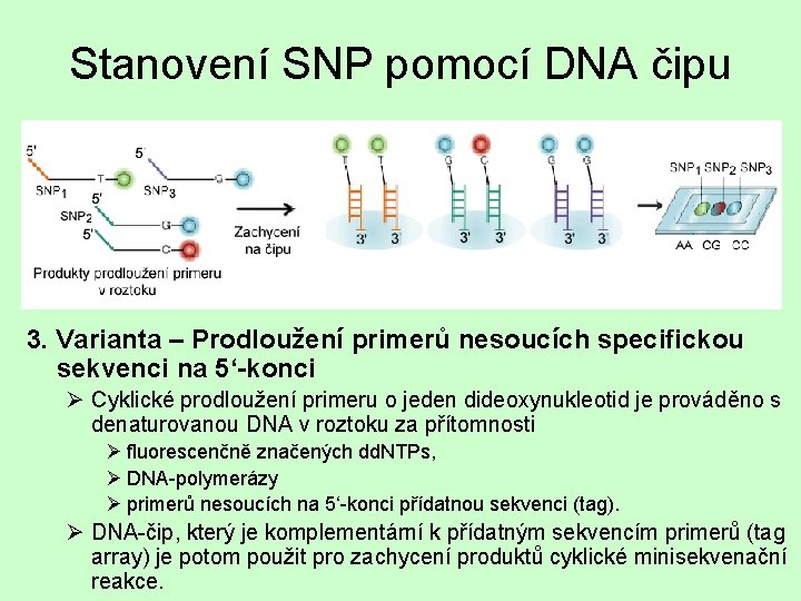 Stanovení SNP pomocí DNA čipu 3. Varianta – Prodloužení primerů nesoucích specifickou sekvenci na