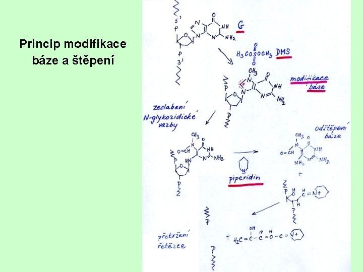 Princip modifikace báze a štěpení 
