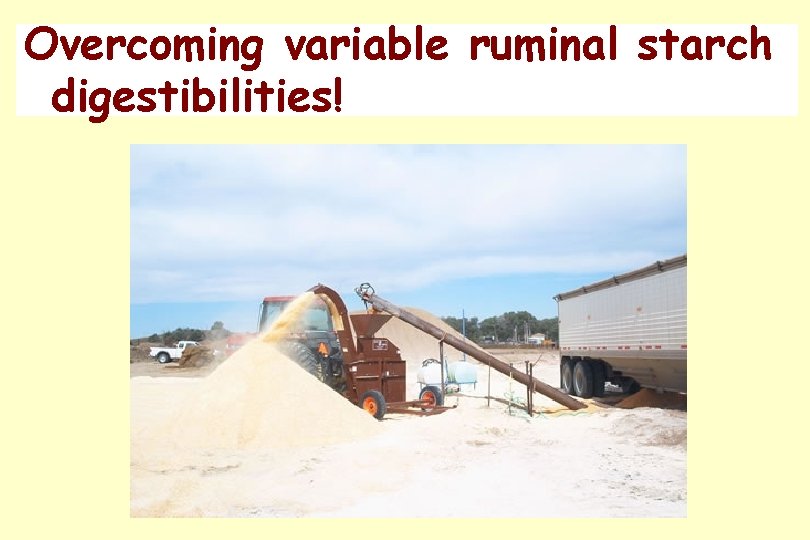 Overcoming variable ruminal starch digestibilities! 